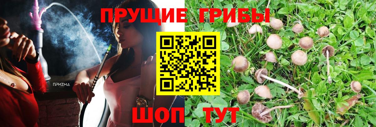 Воронеж  Галлюциногенные грибы Cubensis  как найти наркотики  Вход с VPN 